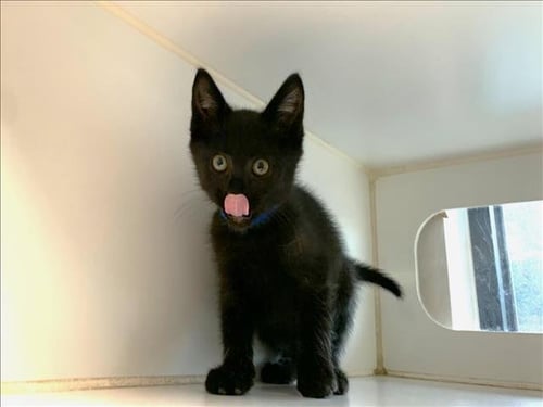 BOXSTER - Domestic Short Hair available for adoption