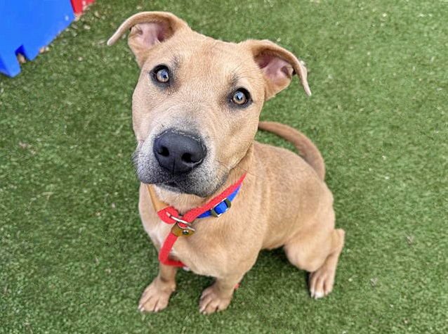 PEARL - Pit Bull Terrier available for adoption