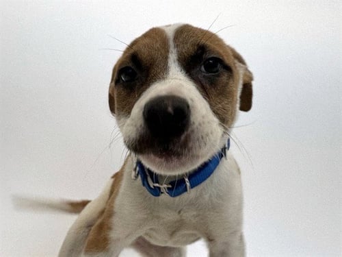 CHLOE - Labrador Retriever available for adoption