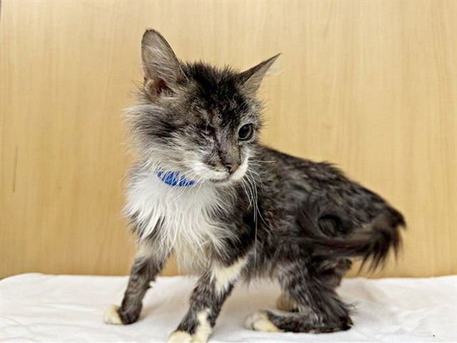 KINGSTON - Domestic Short Hair available for adoption