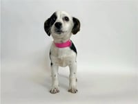 MUNCHKIN - Photo 1
