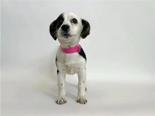 MUNCHKIN - Terrier available for adoption