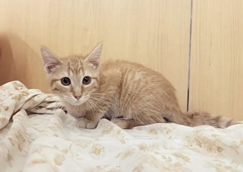 FLAME - Domestic Short Hair available for adoption