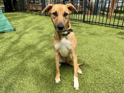 SAGE - Labrador Retriever available for adoption