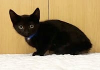 SAMMY - Photo 1