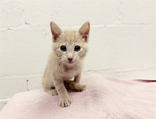 BLAZE - Domestic Short Hair available for adoption