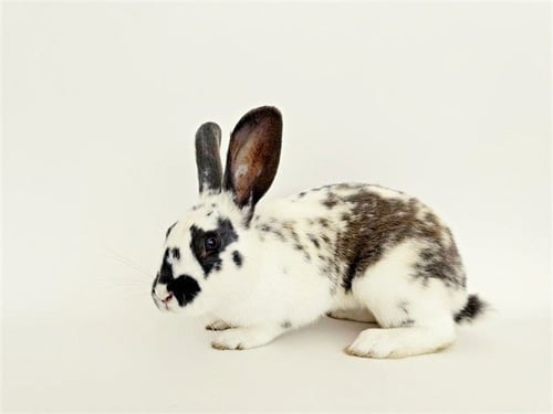 PASTRY - Shorthaired Rabbit available for adoption