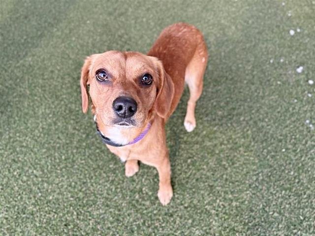 SUGA - Dachshund available for adoption