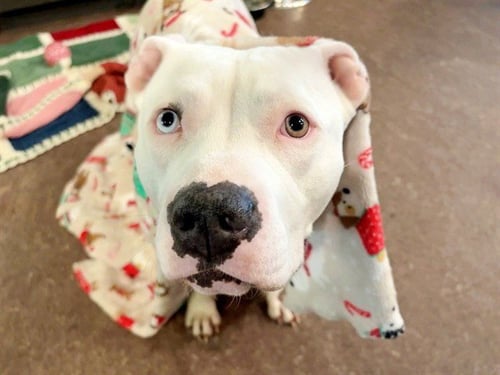 LILY - Pit Bull Terrier available for adoption