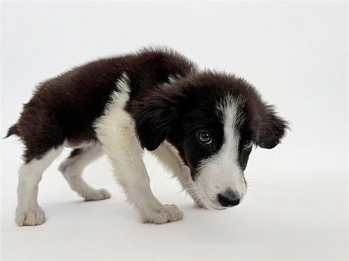 BESTIE - Border Collie available for adoption