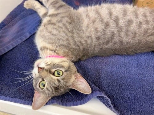 HARLEY - Domestic Short Hair available for adoption