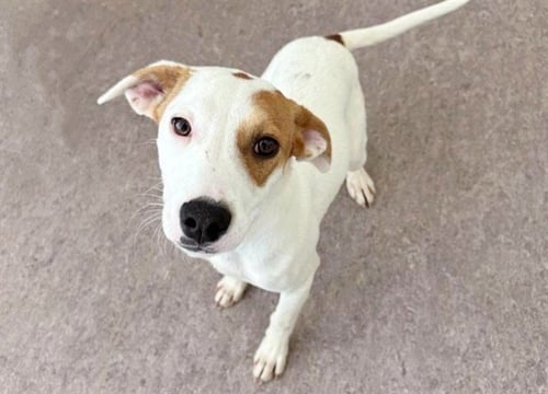 RALLY - Terrier available for adoption
