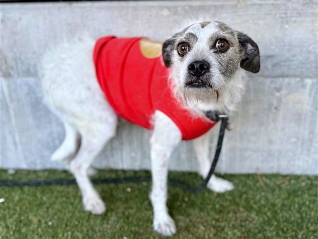 SQUIDLIUM - Terrier available for adoption