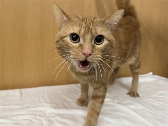 DARNOLD - Domestic Short Hair available for adoption