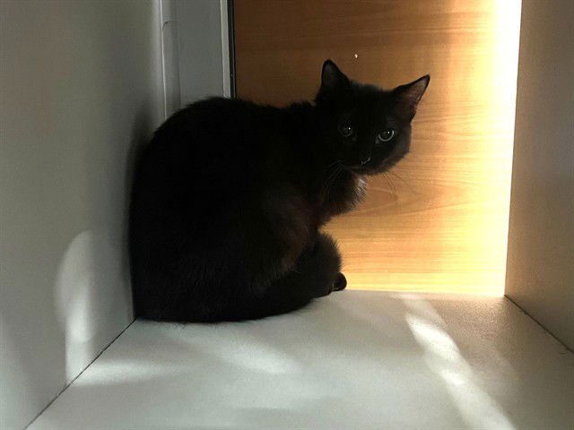 VANNIE - Domestic Medium Hair available for adoption