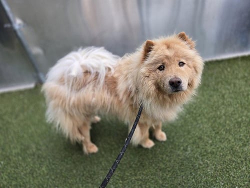 OBADIAH - Chow Chow available for adoption