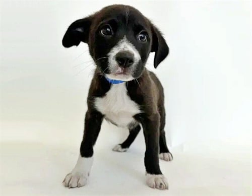 FREDDY - Labrador Retriever available for adoption