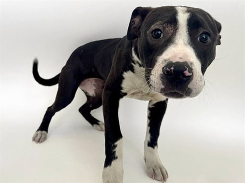 BO PEEP - Pit Bull Terrier available for adoption