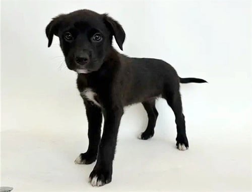 FIREFLY - Labrador Retriever available for adoption