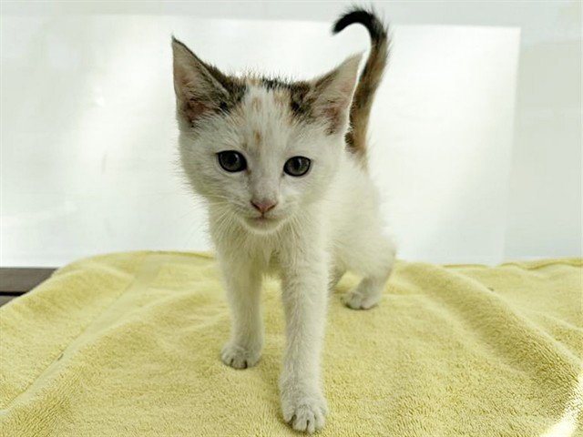 MIMI Image