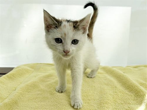 MIMI - Domestic Short Hair available for adoption