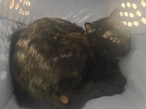 BUTTONS - Domestic Short Hair available for adoption