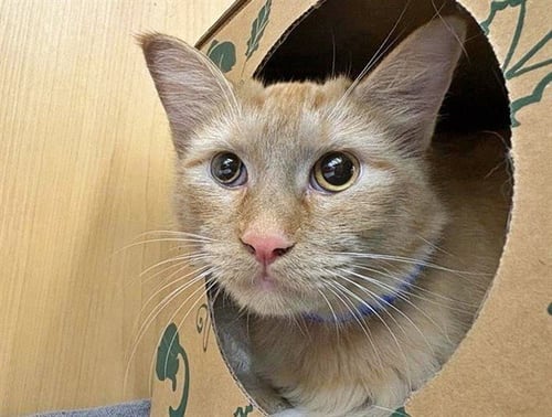 VOLT - Domestic Medium Hair available for adoption