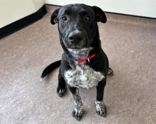 SHILOH - Labrador Retriever available for adoption
