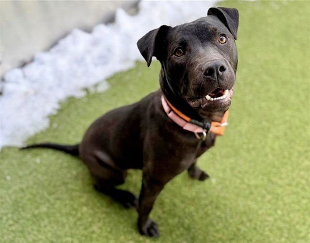 SOPHIE - Pit Bull Terrier available for adoption