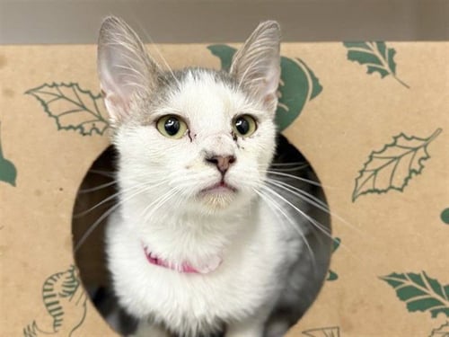 ECLAIR - Domestic Short Hair available for adoption