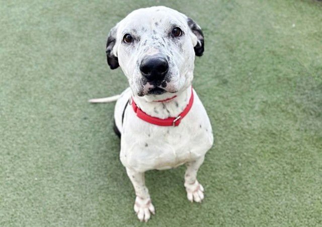 OREO - Dalmatian available for adoption