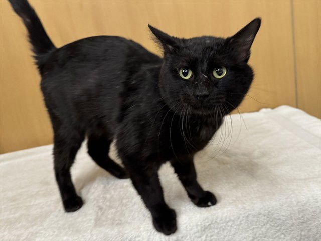 ROCKY - Domestic Short Hair available for adoption