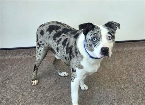 LOKI - Australian Shepherd available for adoption