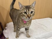 OCTAVIA - Photo 1