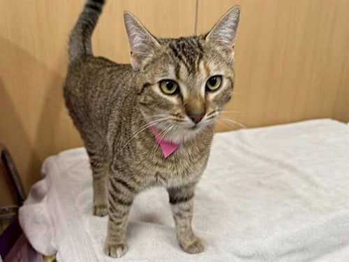 OCTAVIA - Domestic Short Hair available for adoption