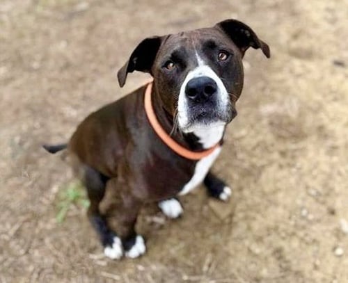 JUNIE - Pit Bull Terrier available for adoption