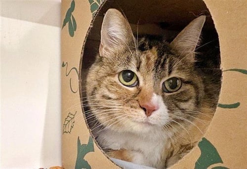 LITTLE BIT - Domestic Medium Hair for adoption in St. Louis