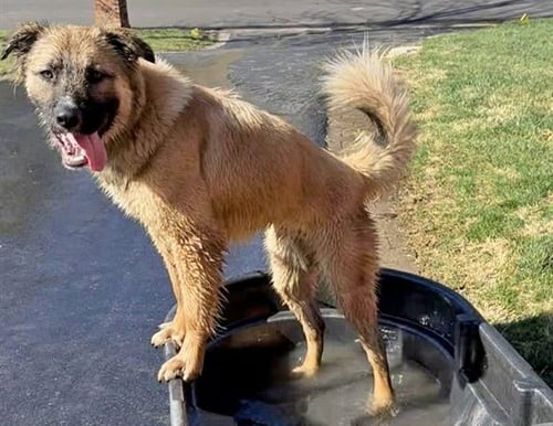 SOLDIER - Labrador Retriever available for adoption