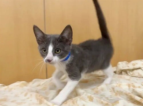 POP - Domestic Short Hair available for adoption