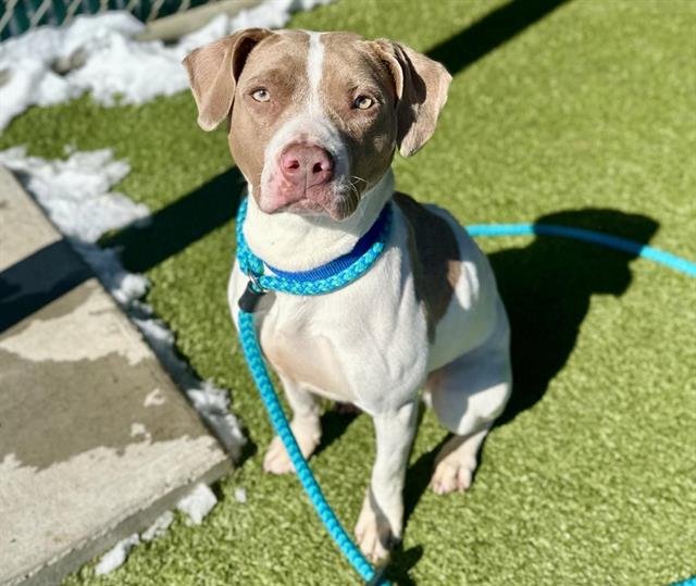 KAMILLE - Pit Bull Terrier available for adoption