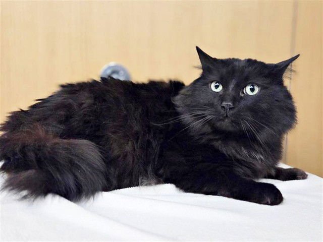 SMOKEY - Domestic Long Hair available for adoption