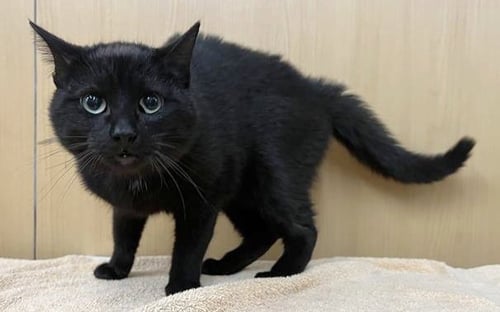 DALE - Domestic Short Hair available for adoption