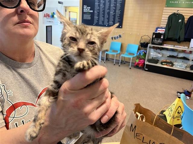 PUFFY - Domestic Short Hair available for adoption