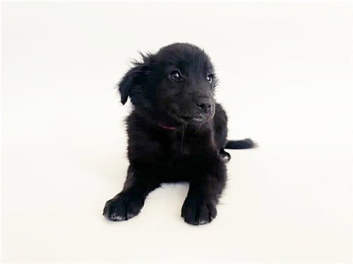 NORA - Terrier available for adoption