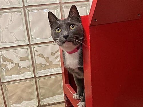 ASH - Domestic Short Hair for adoption in St. Louis