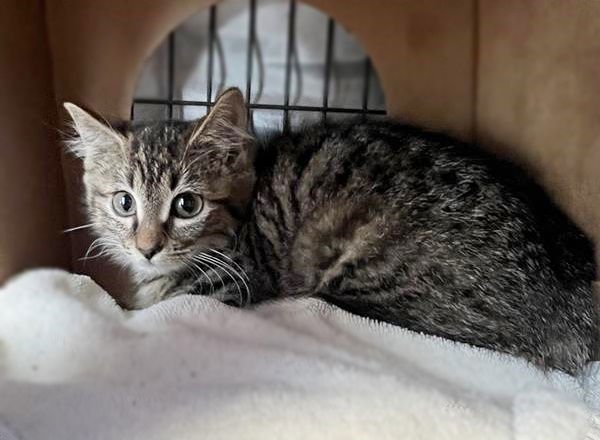 VAN DUREN - Domestic Short Hair available for adoption