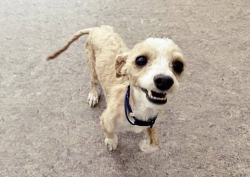 BENTLEY - Poodle (Toy) available for adoption