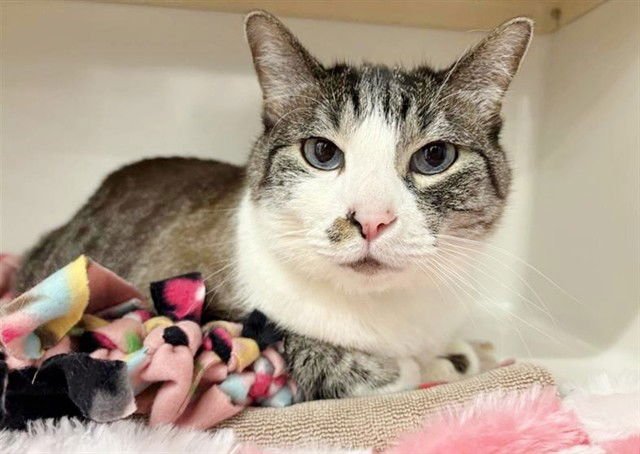 HIMALAYA - Siamese available for adoption