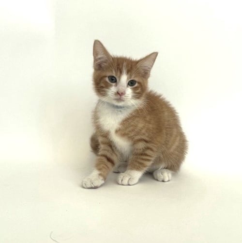 SUNFLOWER - Domestic Short Hair available for adoption