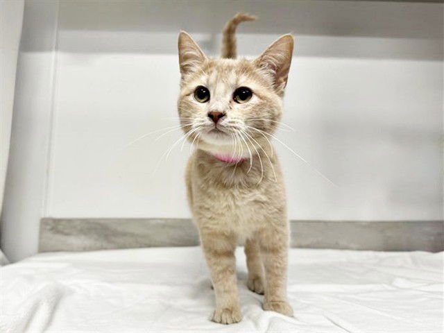 BO - Domestic Short Hair available for adoption